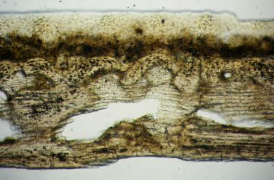 https://files.geocollections.info/large/f3/a4/f3a45268-05c4-4c9b-945a-7a1f9482b475.jpg