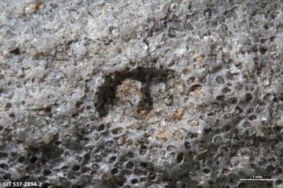 <i>Trypanites isp.</i><br />Väike-Pakri Island,  m, Kunda Stage