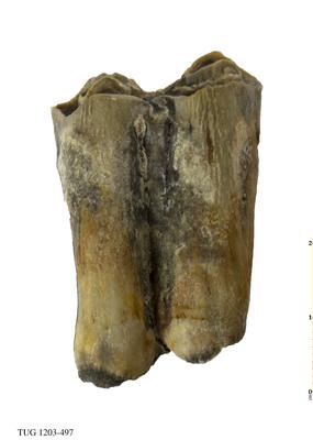 https://files.geocollections.info/large/f3/e3/f3e38423-cfbf-49c8-aac9-f2b3f99fa101.jpg