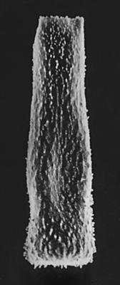 <i><i>Belonechitina gamachiana</i> | Belonechitina gamachiana Achab, 1989</i><br />Kaugatuma 509 borehole, 346.90 m, Porkuni Stage (573-18)