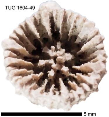 https://files.geocollections.info/large/f3/ed/f3edc90a-4a48-4bd9-84f1-07c2be4916c1.jpg
