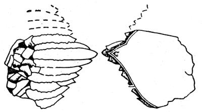 https://files.geocollections.info/large/f4/02/f4024512-9813-4c2f-b1c3-c15a53943dd0.jpg