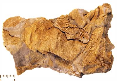 https://files.geocollections.info/large/f4/08/f408e02e-1fe4-4a50-b01f-2ad4cbc399ef.jpg