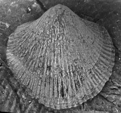 https://files.geocollections.info/large/f4/1d/f41d2b1d-b7f4-4273-891e-6f92157bca51.jpg