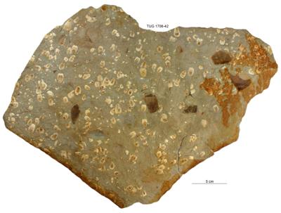 https://files.geocollections.info/large/f4/28/f42881eb-9ac6-4bda-895f-3ae30b97fad3.jpg