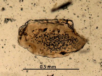 https://files.geocollections.info/large/f4/58/f458d772-64d0-47cc-bc91-1440c58e850b.jpg