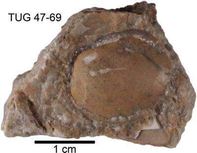 https://files.geocollections.info/large/f4/6d/f46d2d05-0db6-4e82-a80c-f1e8c56c2044.jpg