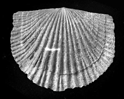 https://files.geocollections.info/large/f4/83/f48358ad-4bfb-4e07-a061-993a9d7a997d.jpg