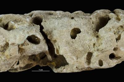 <i></i><br />Hirmuse creek outcrop,  m, Haljala Stage