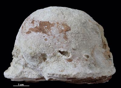 https://files.geocollections.info/large/f4/9c/f49c7383-cff8-4bd7-84b5-177f5cd6ec91.jpg