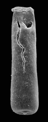 <i><i>Chitinozoa</i> | Conochitina aff. tuba Eisenack, 1932</i><br />Kaugatuma 509 borehole, 233.05 m, Jaani Stage (427-28)