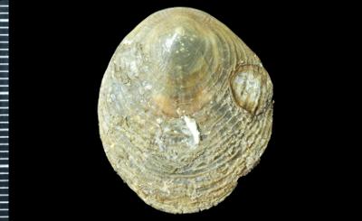 https://files.geocollections.info/large/f4/c5/f4c5c01a-4cb6-4503-8601-6deb0fbcc500.jpg