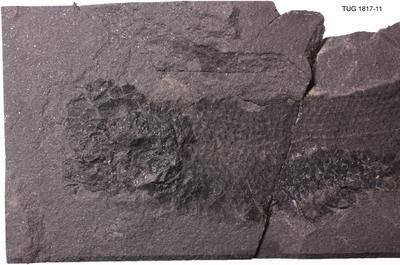 https://files.geocollections.info/large/f4/ce/f4ce1c45-43aa-48d8-a403-f357a8966f04.jpg