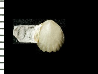 https://files.geocollections.info/large/f4/e0/f4e0463e-6ce3-41d0-9bdc-cac51f743fc6.jpg