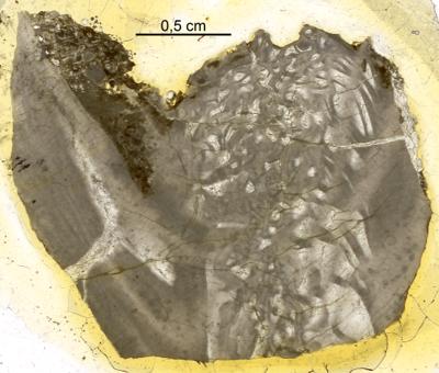 https://files.geocollections.info/large/f4/e1/f4e18eb6-faf8-40ea-ac14-b32850e04d57.jpg