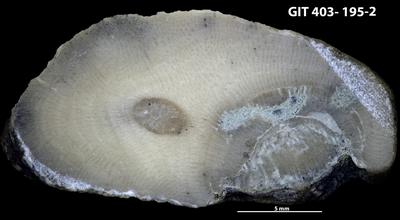 <i>Trypanites isp.</i><br />Ohesaare cliff,  m, Ohesaare Stage