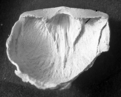 https://files.geocollections.info/large/f5/20/f520de4a-7e3f-4e33-8d44-1b743c9218c1.jpg