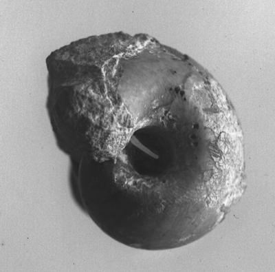 https://files.geocollections.info/large/f5/2c/f52cef9d-e5ee-4900-90ff-08048e28df87.jpg