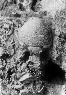 https://files.geocollections.info/large/f5/30/f5305a7d-4590-4cfb-96e4-dd959c9c2568.jpg