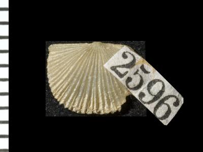 https://files.geocollections.info/large/f5/47/f547c6dc-a345-403b-ace6-72d028ebfdf1.jpg
