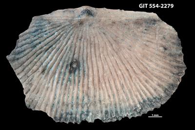 https://files.geocollections.info/large/f5/4c/f54caaeb-796d-4833-9a00-70a2394d3f87.jpg