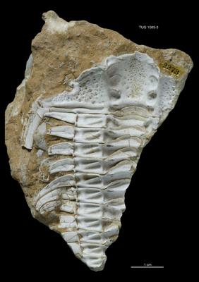 https://files.geocollections.info/large/f5/61/f5612f28-324e-4904-8aad-c6d94caa5eac.jpg