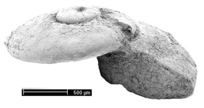 https://files.geocollections.info/large/f5/a2/f5a2e74d-fc96-4738-b68c-3e52192d8b9a.jpg