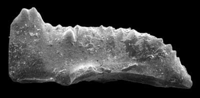 https://files.geocollections.info/large/f5/a6/f5a60b26-c808-4fee-bdaf-ef74b4b5d8be.jpg