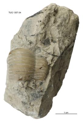https://files.geocollections.info/large/f5/b1/f5b1c16b-5765-4f3c-b168-82cd64a2caf2.jpg