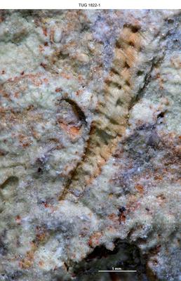 https://files.geocollections.info/large/f5/cf/f5cfca34-3847-4d2b-b7ed-441fe1080be8.jpg