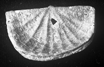 https://files.geocollections.info/large/f5/d8/f5d80f41-c98a-4b68-aae6-f41ad5ed073a.jpg