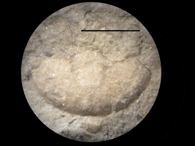 https://files.geocollections.info/large/f5/e7/f5e790f7-d8b6-4aa0-aa38-d1a2d6dd161f.jpg