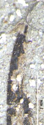 https://files.geocollections.info/large/f6/4a/f64afde5-d888-4708-a5d6-37046b99690d.jpg