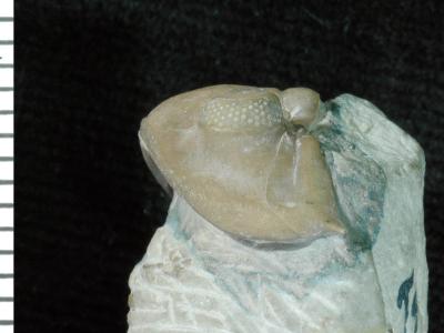 https://files.geocollections.info/large/f6/82/f682a8d7-ebd9-4298-8605-ca277183e95f.jpg