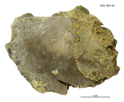 https://files.geocollections.info/large/f6/92/f692c65d-bdbb-482e-9b78-5f3fb2aaefd0.jpg