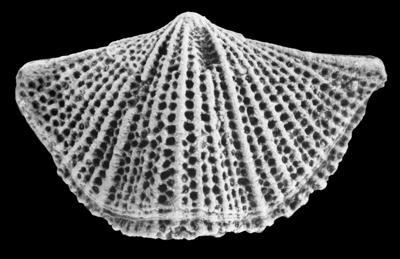 https://files.geocollections.info/large/f6/94/f694ee6b-71c1-454e-b498-8cc8f2a00ddc.jpg
