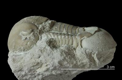https://files.geocollections.info/large/f6/af/f6afa9dc-c6da-4c6c-b0e8-355b9b894592.jpg