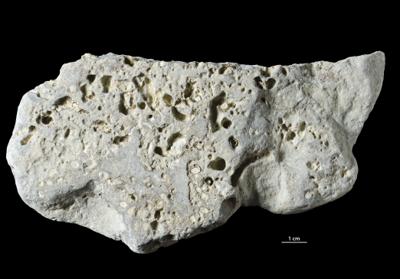 <i>Trypanites isp.</i><br />Saxby shore,  m, Vormsi Stage