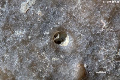 <i>Trypanites isp.</i><br />Kesselaid,  m, Adavere Stage