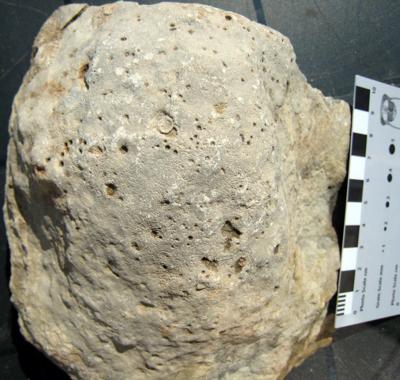 <i>Trypanites ssp.</i><br />Abula cliff,  m, Jaagarahu Formation