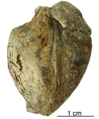 https://files.geocollections.info/large/f7/17/f7170bfa-38b9-4cab-b4d5-2b4e199d72aa.jpg