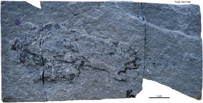 https://files.geocollections.info/large/f7/40/f7406118-3835-488e-b965-6c5c5018f8cd.jpg