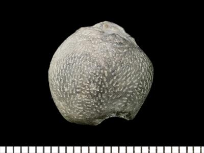 https://files.geocollections.info/large/f7/53/f75346ad-cf60-4626-9699-07d94d985ff5.jpg