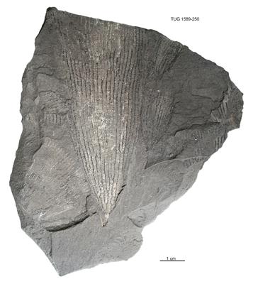 https://files.geocollections.info/large/f7/6f/f76f4b57-5604-4f9e-be51-1d4fa99aa2f1.jpg