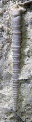https://files.geocollections.info/large/f7/70/f7702adb-e7ab-4e9c-a5f0-cd2094e496ea.jpg