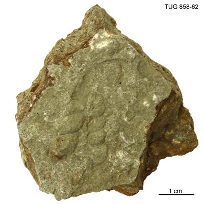 https://files.geocollections.info/large/f7/99/f79944dc-8915-40c6-baeb-2e4107b2e40f.jpg