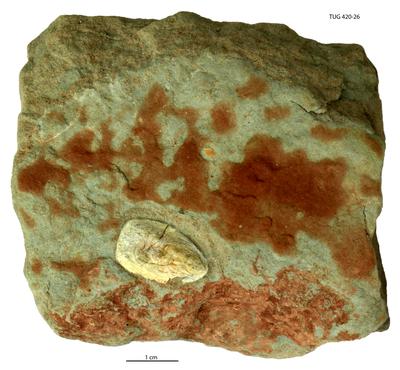 https://files.geocollections.info/large/f7/a5/f7a5a49c-d0d8-4f44-aa62-0c962304f710.jpg