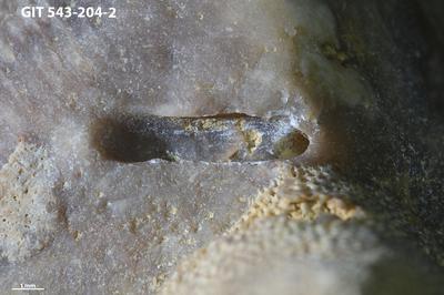 <i>Trypanites? sp.</i><br />Rakvere,  m, 