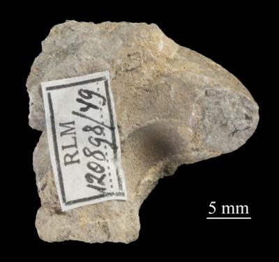 https://files.geocollections.info/large/f7/d7/f7d7d3fd-3b0f-4f4c-bb4c-dc97629814fa.jpg
