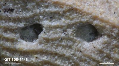 <i></i><br />Essi müür outcrop,  m, Burtnieki Stage